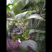 Chamaedorea Ernesti-Augustii (fam. Arecacees) (Amerique centrale) (3)